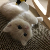 ������