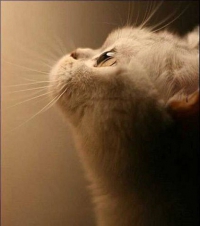 ������