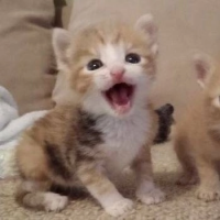 ������