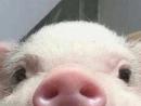���� pigs