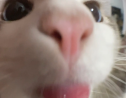 ���� 