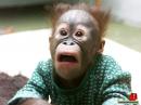 ���� monkey