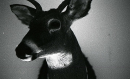 ���� deer