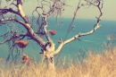 ���� sea