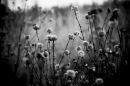 ���� Untitled