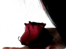 ���� ��� ��������