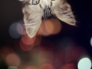 ���� �Mur�