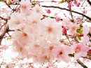 ���� 0_486ae_4b7d5d4d_XL