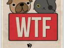 ���� WTF