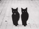 ���� ������� �������, 