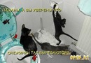 ���� ��� ��������