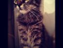 ���� ������ :�
