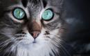 ���� Oh those eyes:3