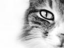 ���� Moiety:3