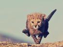 ���� tiger