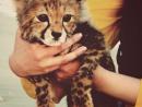 ���� tiger