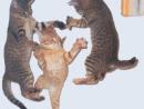 ���� ��� ��������
