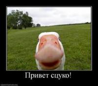 ������