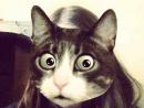 ���� catwang