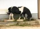 ���� ��� ��������