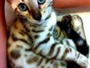 ���� �������� ��� ��!
