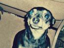 ���� my dog