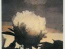 ���� love peonies/