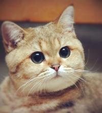 ������