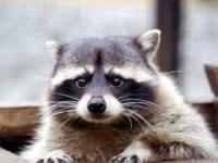 ������
