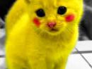���� pika~