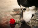 ���� ��� ��������