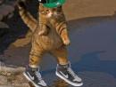 ���� SWAG cat