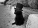 ���� file:///D:/Nikita/%D0%A4%D0%BE%D1%82%D0%BE/%D0%9A%D0%BE%D1%82.jpg