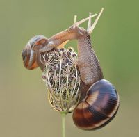 ������