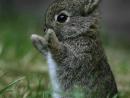 ���� Baby rabbit