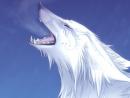 ���� Wolf