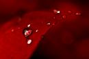 ���� Red 