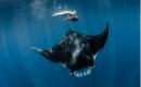 ���� Giant Manta Ray