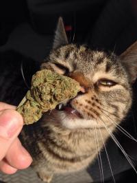 ������
