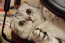���� �� ������ � ������������ ����� ����� ���������.