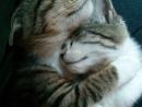 ���� ���� ����� 🐾