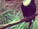 ���� Canon