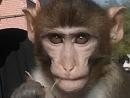 ���� Monkey ❤