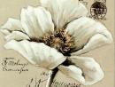 ���� Papaver