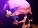 ���� Flores de Muertos 