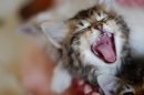 ���� pussycat ^^